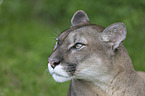 puma portrait