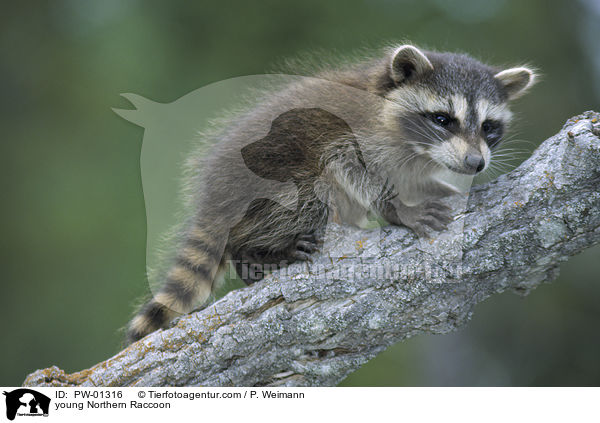 young Northern Raccoon / PW-01316