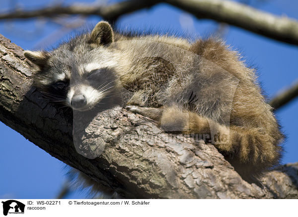 raccoon / WS-02271