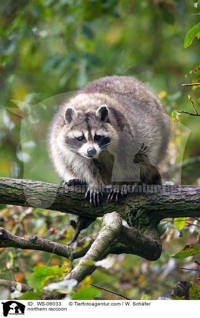 northern raccoon / WS-06033