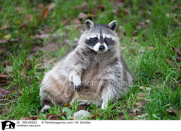 Waschbr / northern raccoon / WS-06263