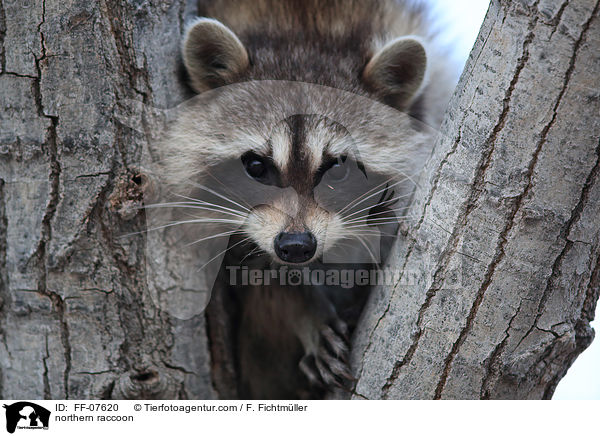 Waschbr / northern raccoon / FF-07620