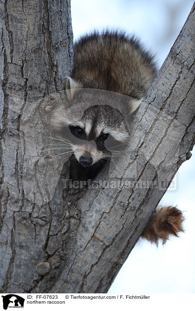 Waschbr / northern raccoon / FF-07623