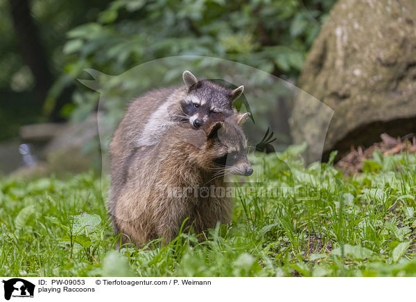 playing Raccoons / PW-09053