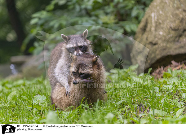 playing Raccoons / PW-09054