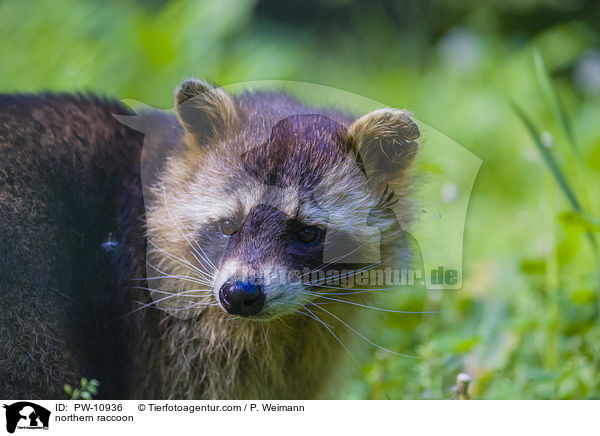 northern raccoon / PW-10936