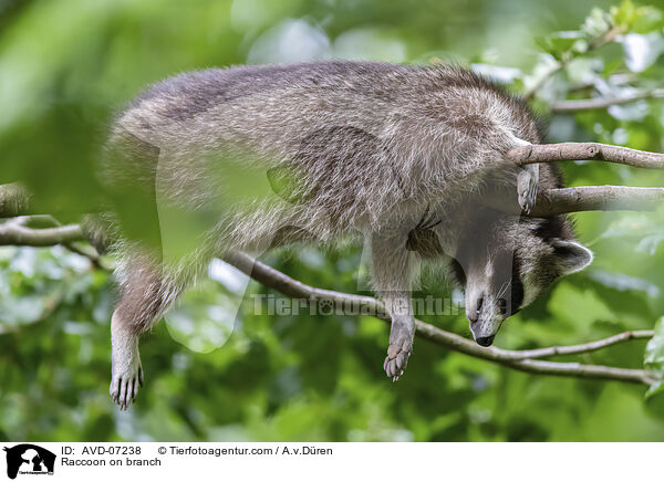 Raccoon on branch / AVD-07238
