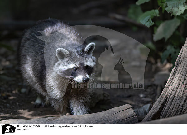 raccoon / AVD-07256