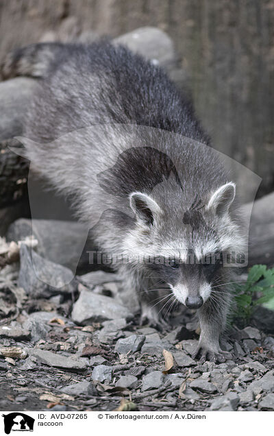 raccoon / AVD-07265