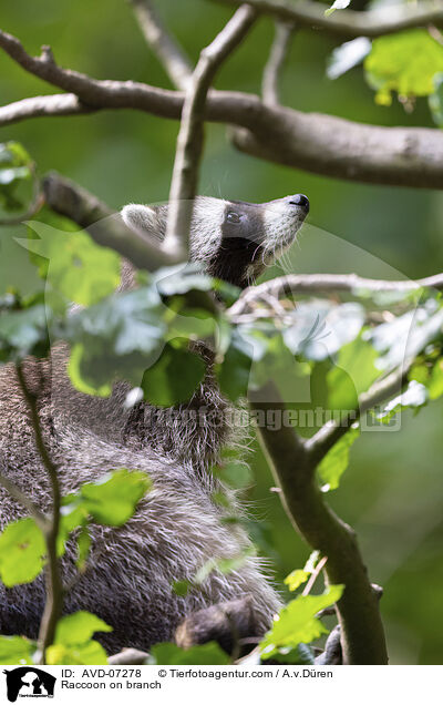 Raccoon on branch / AVD-07278