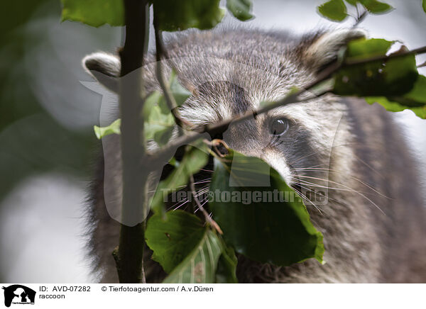 raccoon / AVD-07282