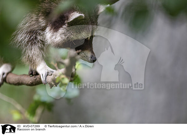 Raccoon on branch / AVD-07289