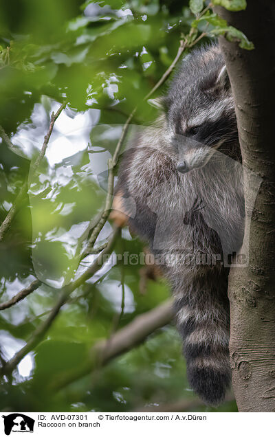 Raccoon on branch / AVD-07301