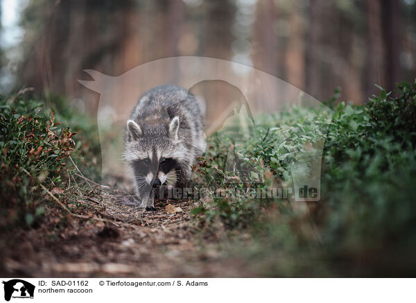 northern raccoon / SAD-01162