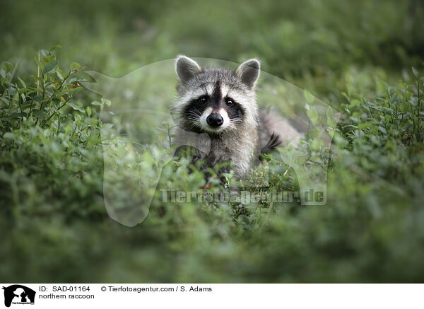 northern raccoon / SAD-01164