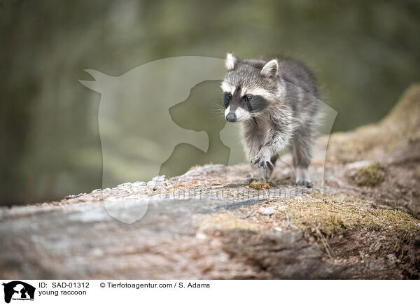 young raccoon / SAD-01312