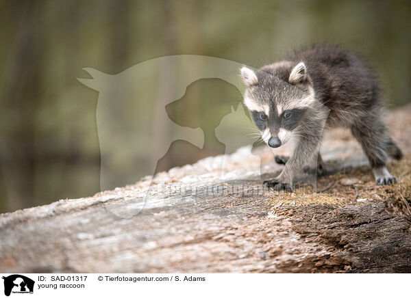 young raccoon / SAD-01317