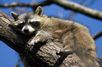 raccoon