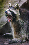 northern raccoon