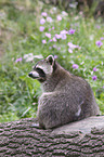 northern raccoon