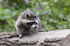 northern raccoon