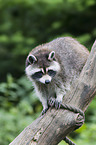 northern raccoon