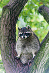 northern raccoon