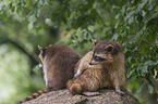 sitting Raccoons