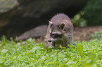 walking Raccoon