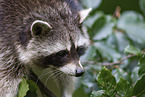 raccoon