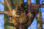 northern raccoons