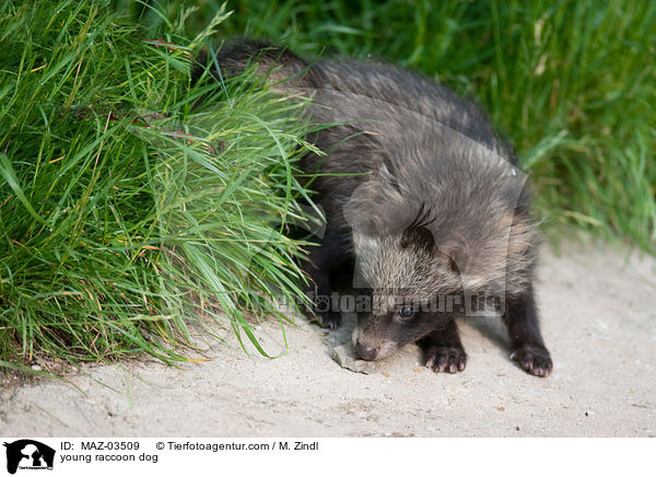 young raccoon dog / MAZ-03509