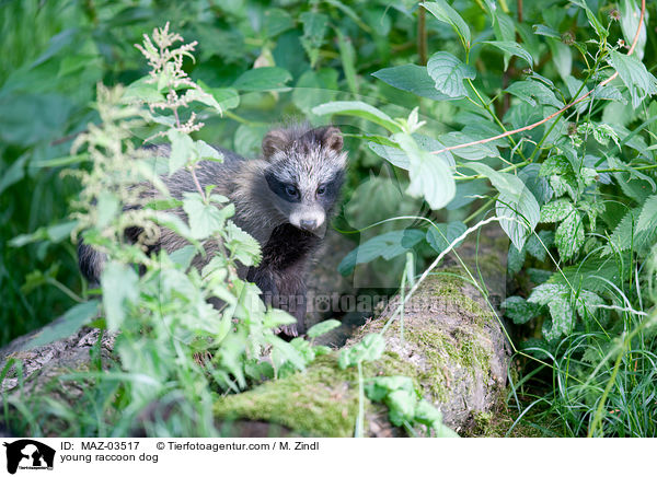 young raccoon dog / MAZ-03517
