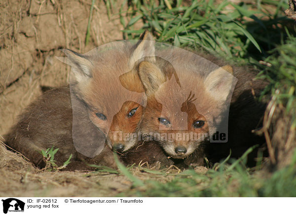 young red fox / IF-02612