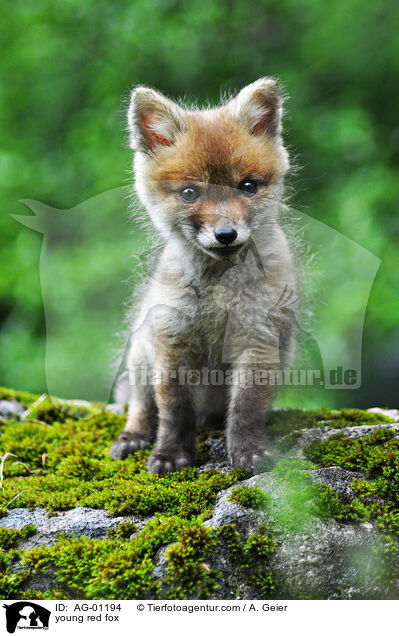 young red fox / AG-01194