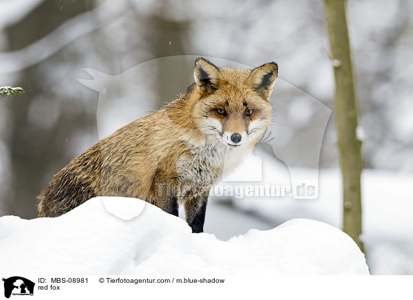 Rotfuchs / red fox / MBS-08981