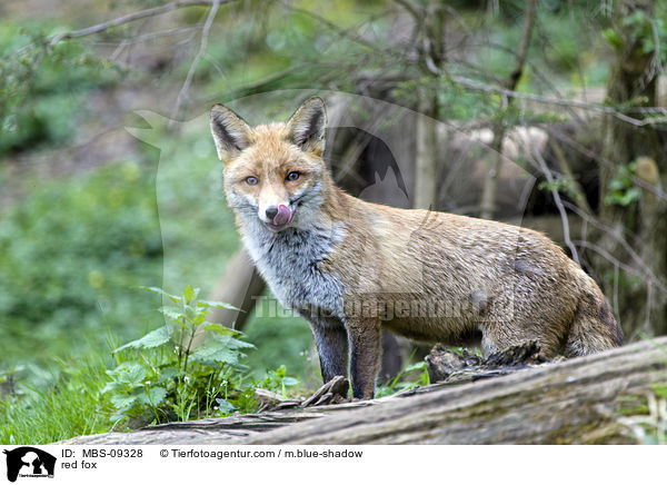 Rotfuchs / red fox / MBS-09328