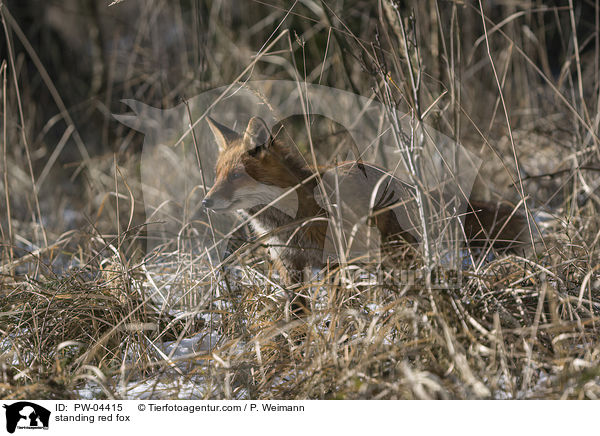 stehender Rotfuchs / standing red fox / PW-04415