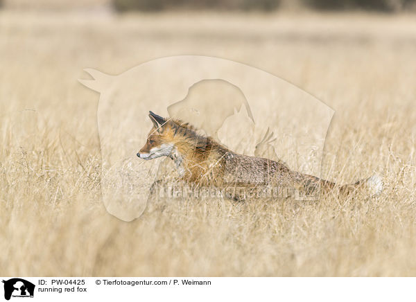 rennender Rotfuchs / running red fox / PW-04425