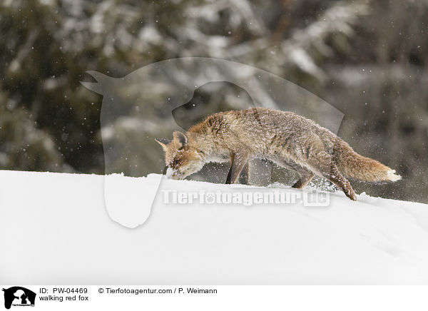 laufender Rotfuchs / walking red fox / PW-04469