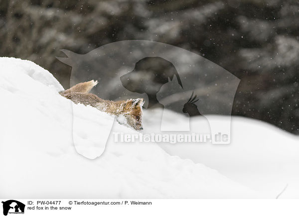 Rotfuchs im Schnee / red fox in the snow / PW-04477
