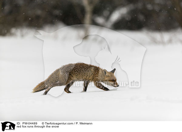 Rotfuchs rennt durch den Schnee / red fox runs through the snow / PW-04489