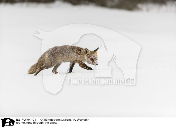Rotfuchs rennt durch den Schnee / red fox runs through the snow / PW-04491