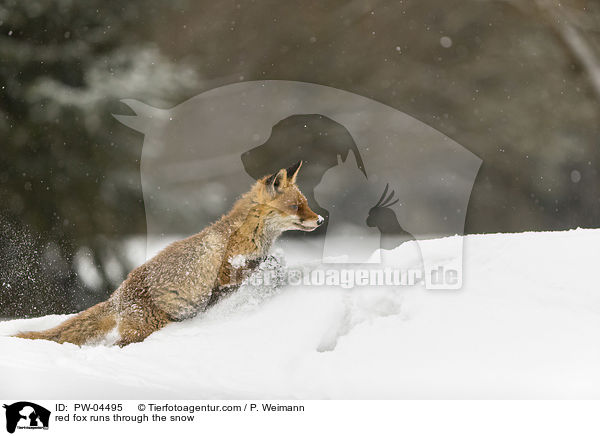 Rotfuchs rennt durch den Schnee / red fox runs through the snow / PW-04495