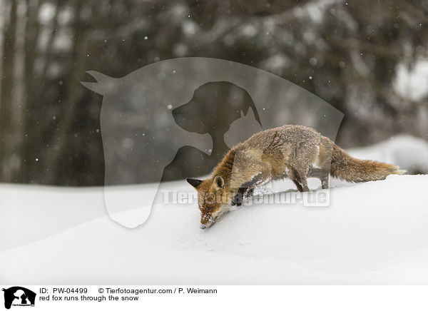 Rotfuchs rennt durch den Schnee / red fox runs through the snow / PW-04499