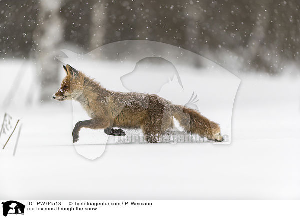 Rotfuchs rennt durch den Schnee / red fox runs through the snow / PW-04513