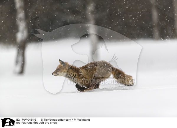 Rotfuchs rennt durch den Schnee / red fox runs through the snow / PW-04516