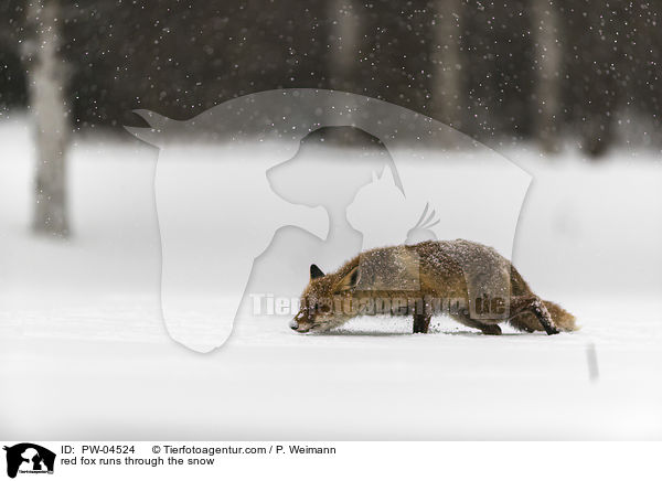 Rotfuchs rennt durch den Schnee / red fox runs through the snow / PW-04524