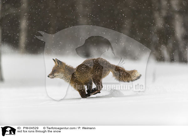 Rotfuchs rennt durch den Schnee / red fox runs through the snow / PW-04529