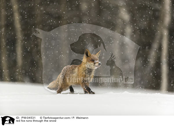 Rotfuchs rennt durch den Schnee / red fox runs through the snow / PW-04531